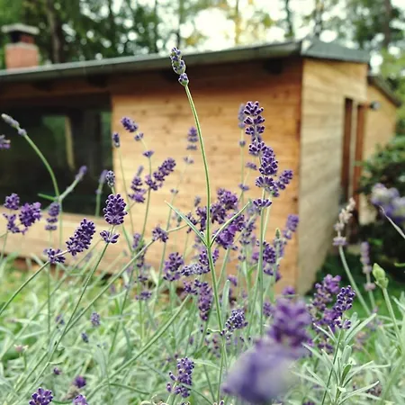 Apartment Holzbungalow Wilma Mit Garten Wernigerode